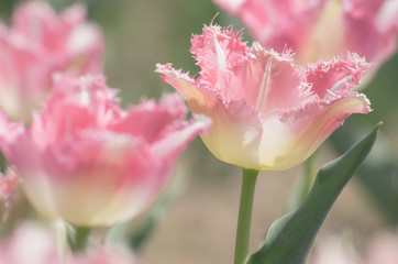 チューリップ　ピンク×白