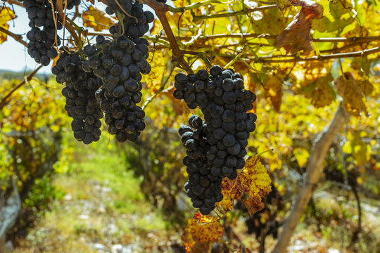 Racimo de uvas