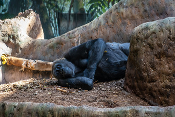 Resting Gorilla