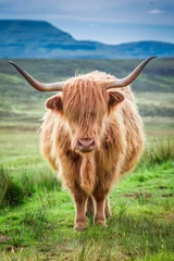 Foto auf Acrylglas Nahaufnahme der braunen Hochlandkuh in Schottland © shaiith