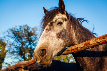 Grey and white horse resting in stable on sky background. Farming in countryside
