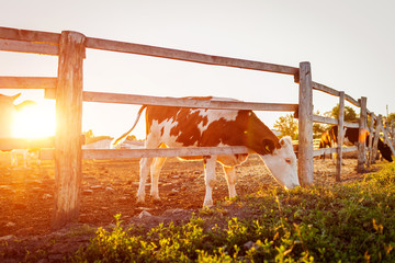 Vaches qui paissent dans la cour de la ferme au coucher du soleil. Le bétail mange et marche à l& 39 extérieur.
