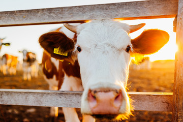 Close-up of white and brown cow on farm yard at sunset. Cattle walking outdoors in summer