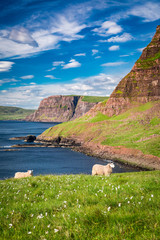 Fototapeta premium View to sheeps on the coast, Scotland, United Kingdom
