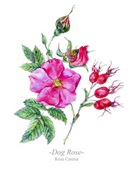 Watercolor summer medicinal flowers, Dog Rose plant