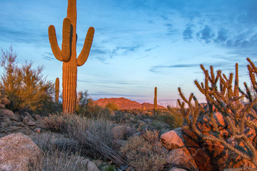 Saguaro Cactus at sunset in Phoenix Arizona area.