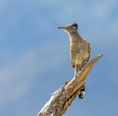 Roadrunner on cottonwood snag against sky in riparian area by Rio Grande in Bernalillo, New Mexico