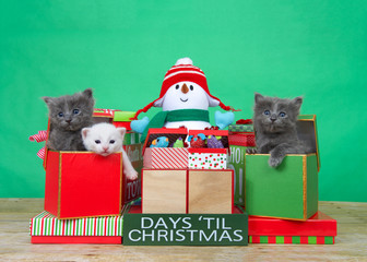 Two fluffy grey and one white kitten popping out of bright Christmas presents, toy mice and count down to Christmas blocks. Wood floor with green wall background. Blank blocks for your dates.