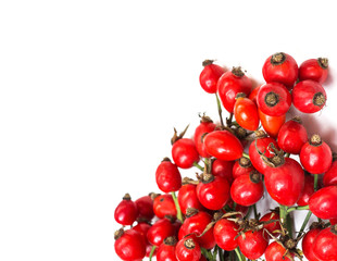 dog rose hips and herbal  on white background 