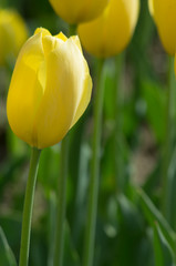 チューリップ　黄色