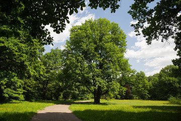 Fototapeta na wymiar Oak tree in park Moscow . (Moscow climate is to north to oaks)