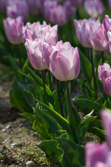 チューリップ　薄紫×白