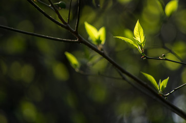 新しい葉と木漏れ日