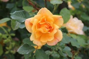 Orange  roses blossom on a flower bed