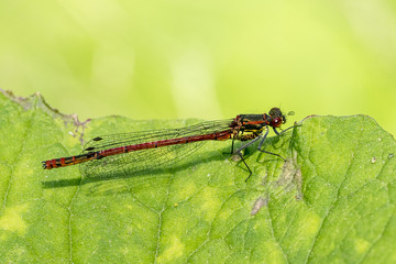 Closeup of Large Red Damselfly (prob. Pyrrhosoma nymphula)