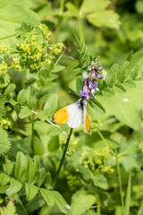 Orange Tip (Anthocharis cardamines) butterfly on bush vetch flower
