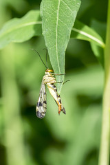 Female Scorpionfly (Panorpa Spec.) sitting on a leaf