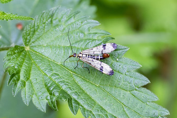 Male Scorpionfly (Panorpa communis) sitting on a leaf