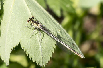 Female Blue Featherleg (prob. Platycnemis pennipes) sitting on a leaf