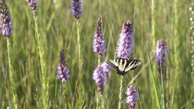 Yellow swallowtail butterfly (Papilio glaucus) on the prairie getting fresh nectar from wild flowers.