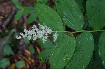 False Solomon's Seal in full flower