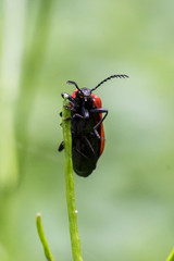 Black-Headed Cardinal Beetle (Pyrochroa coccinea), front view