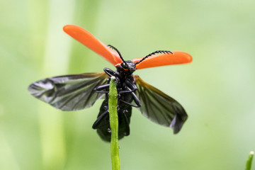 Black-Headed Cardinal Beetle (Pyrochroa coccinea) getting ready to fly, front view