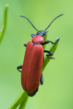 Black-Headed Cardinal Beetle (Pyrochroa coccinea), rear view