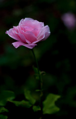 Fototapeta premium flower, pink, rose, nature, garden, blossom, bloom, plant, flora, green, beauty, petal, tulip, macro, flowers, spring, beautiful, love, petals, summer, red, purple, floral, color, blooming