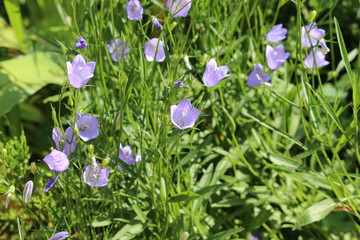 Field of flowering harebells