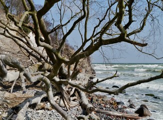 Baumstämme an der Ostseeküste in Sassnitz