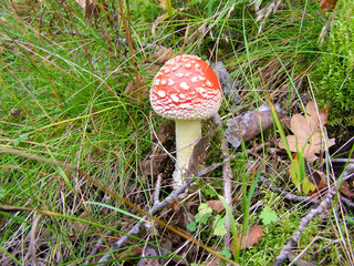 Red fly agaric in the grass