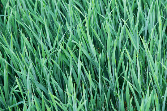 Gras-Textur