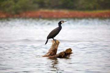 shot at Lake Kerkini, Greece