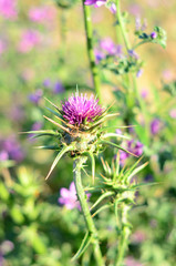 Paisaje, Torrejon de Velasco