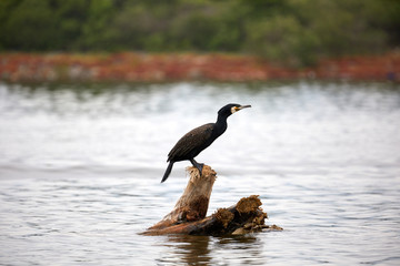 shot at Lake Kerkini, Greece