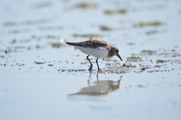 Bécasseau sanderling (Calidris alba) 