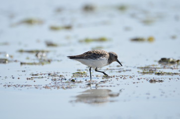 Bécasseau sanderling (Calidris alba) 