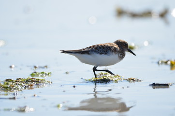 Bécasseau sanderling (Calidris alba) 