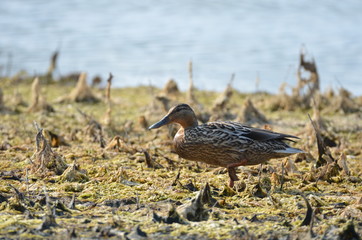 Canard colvert (Anas platyrhynchos)