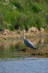 Héron cendré (Ardea cinerea)