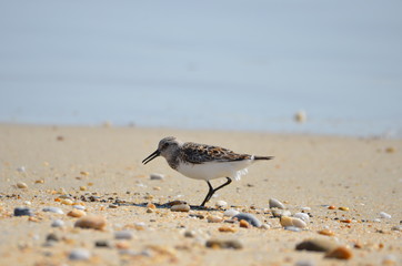 Bécasseau sanderling (Calidris alba) 