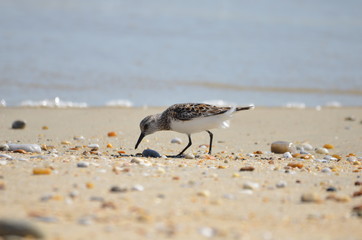 Bécasseau sanderling (Calidris alba) 