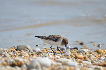 Bécasseau sanderling (Calidris alba) 