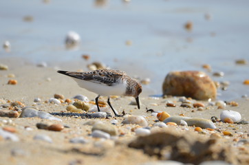 Bécasseau sanderling (Calidris alba) 