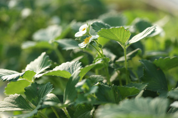 Blooming bush of strawberry