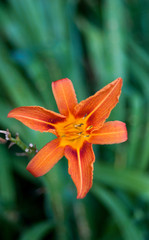 Fototapeta premium flower, orange, lily, nature, plant, garden, red, flora, green, summer, yellow, beauty, petals, spring, flowers, bloom, beautiful, petal, color, macro, lilly, close-up, floral, closeup, pink