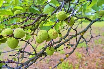 Unripe apricots on branch. Apricot tree, close-up.