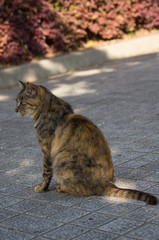 地域猫・キジトラ