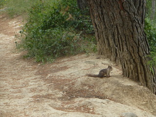 Ardilla en arbol en Paraje natural Fuentes del Marques en Caravaca de la Cruz, ciudad santa del...